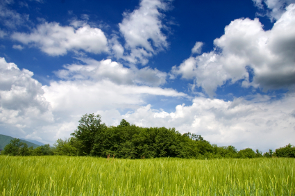 blue sky and field