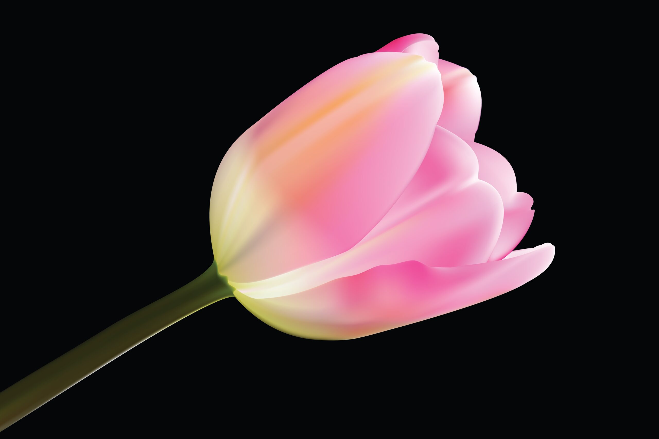 tulip vector
