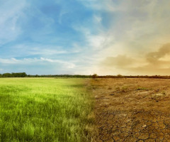 Green field turning in to barren field