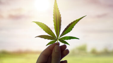 Hand Holding Cannabis Leaf Against Sky With Sunlight