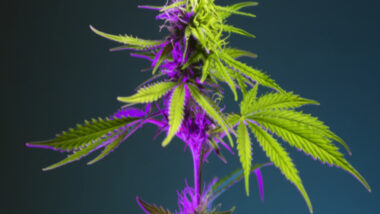 Cannabis plant with big green leaves and flowering bud in colorful purple light.
