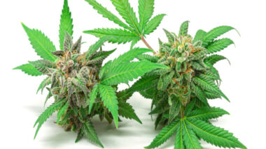 Two Medical Marijuana or Hemp Buds with Cannabis Leaves