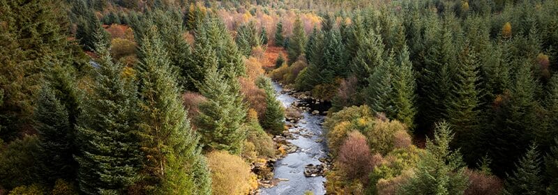 Neurodivergent nature refuge represented by a mountain stream running through a forest